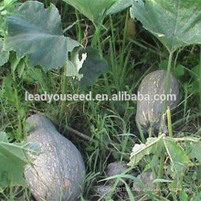MPU14 Baguo yellow color hybrid sweet pumpkin seeds for planting
